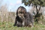 LHASSA APSO 043